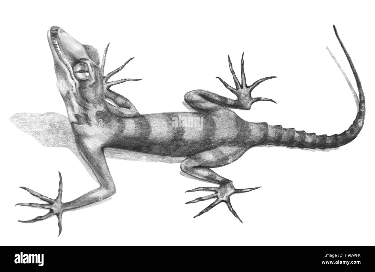 Lizard  hand-drawn illustration in sketch style Stock Photo