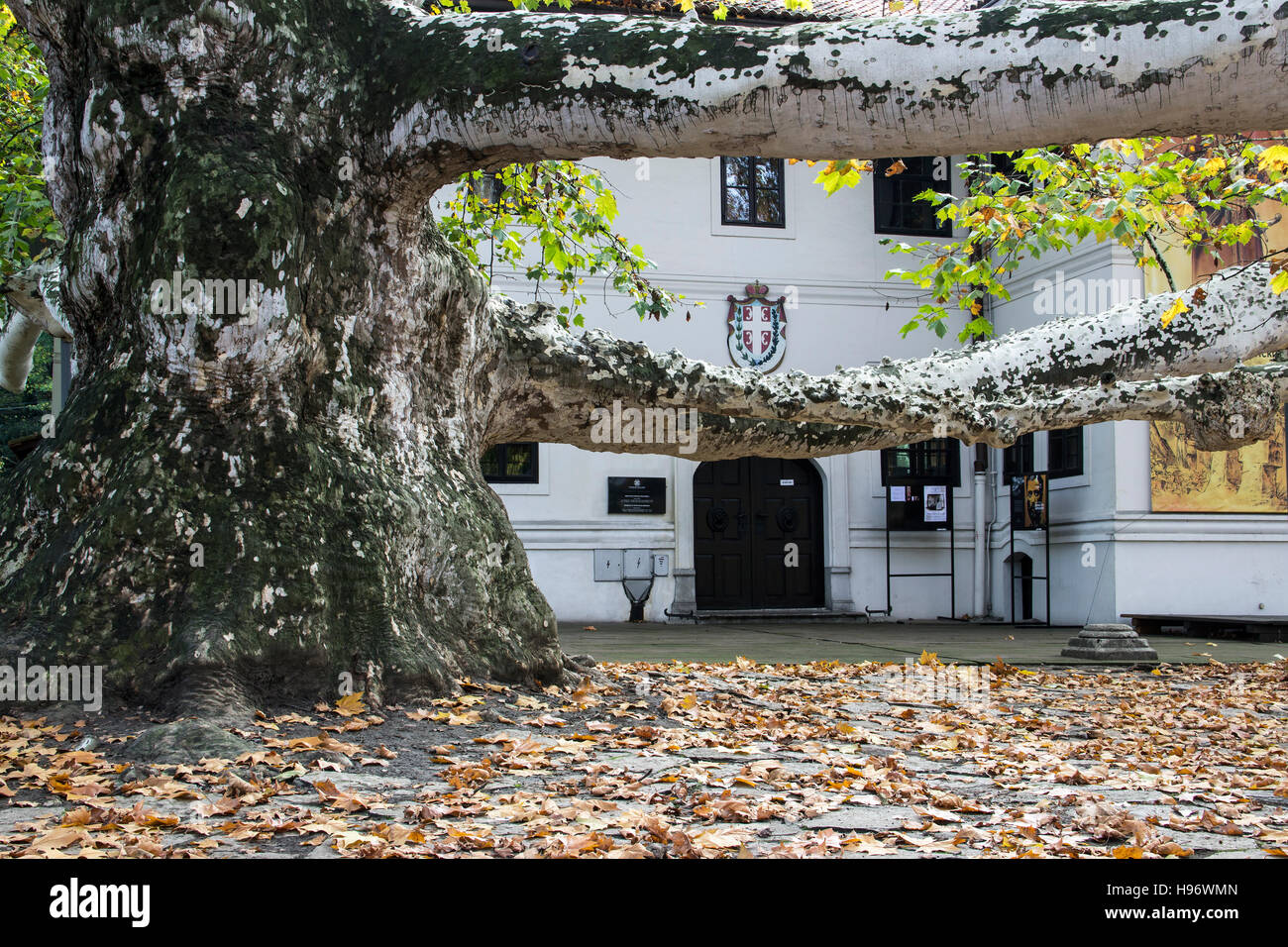 Belgrade, Serbia - The planetree in front of the Historical Museum of Serbia, originally the Residence of Prince Milos (1831) Stock Photo