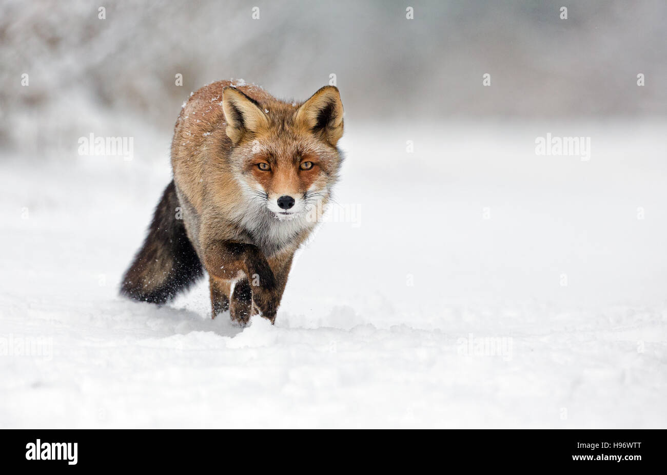 Red fox in wintertime Stock Photo
