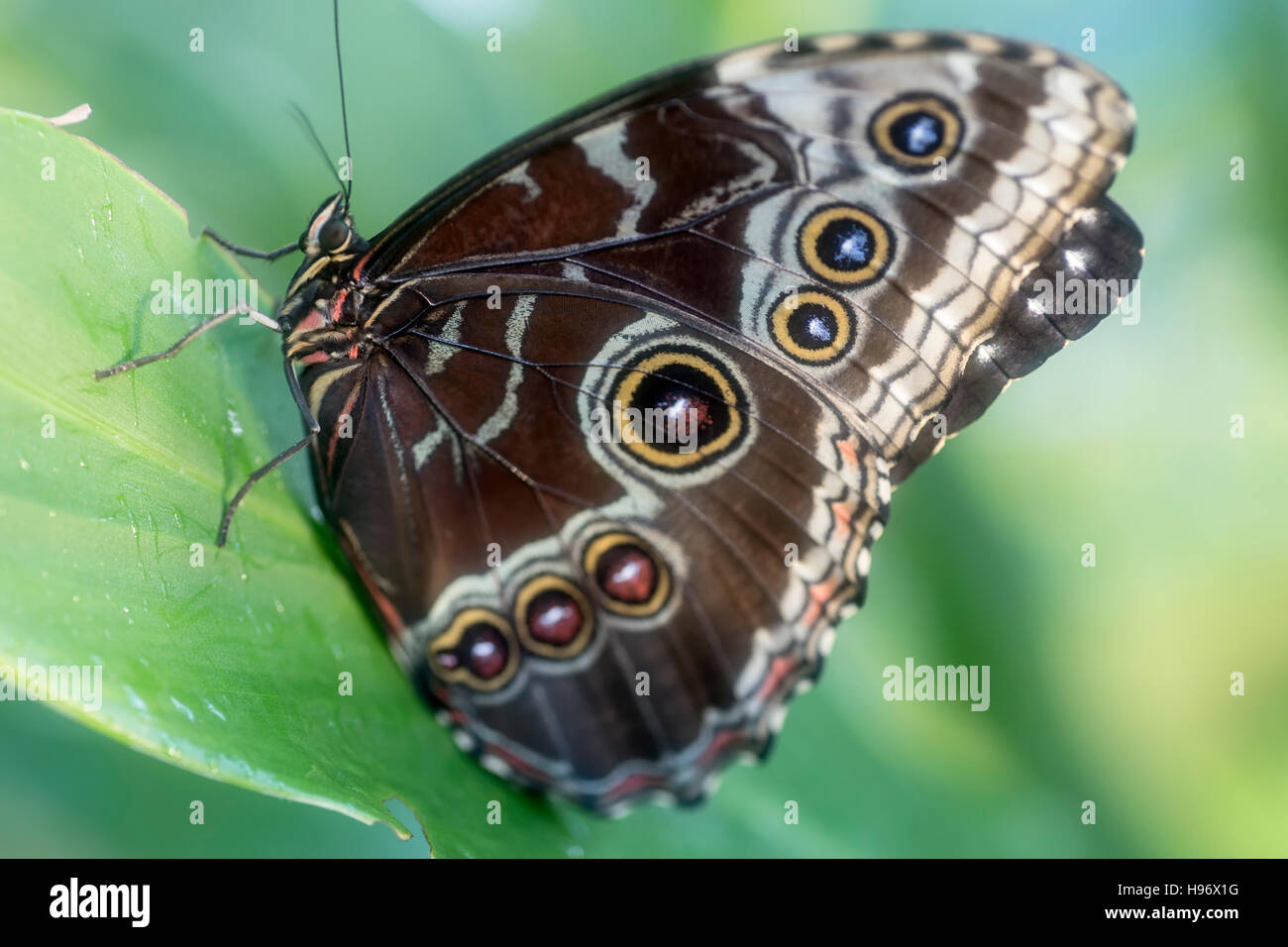 Blue Morpho (Morpho peleides) tropical butterfly, Butterfly Pavilion, Westminster (Denver Area), Colorado USA Stock Photo