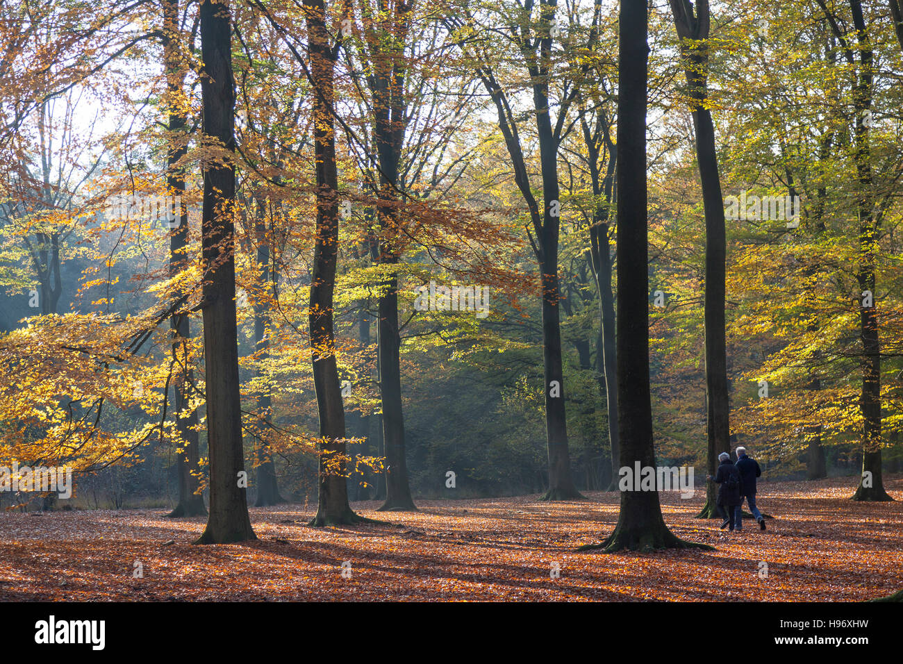 Couple walking under tree hi-res stock photography and images - Alamy