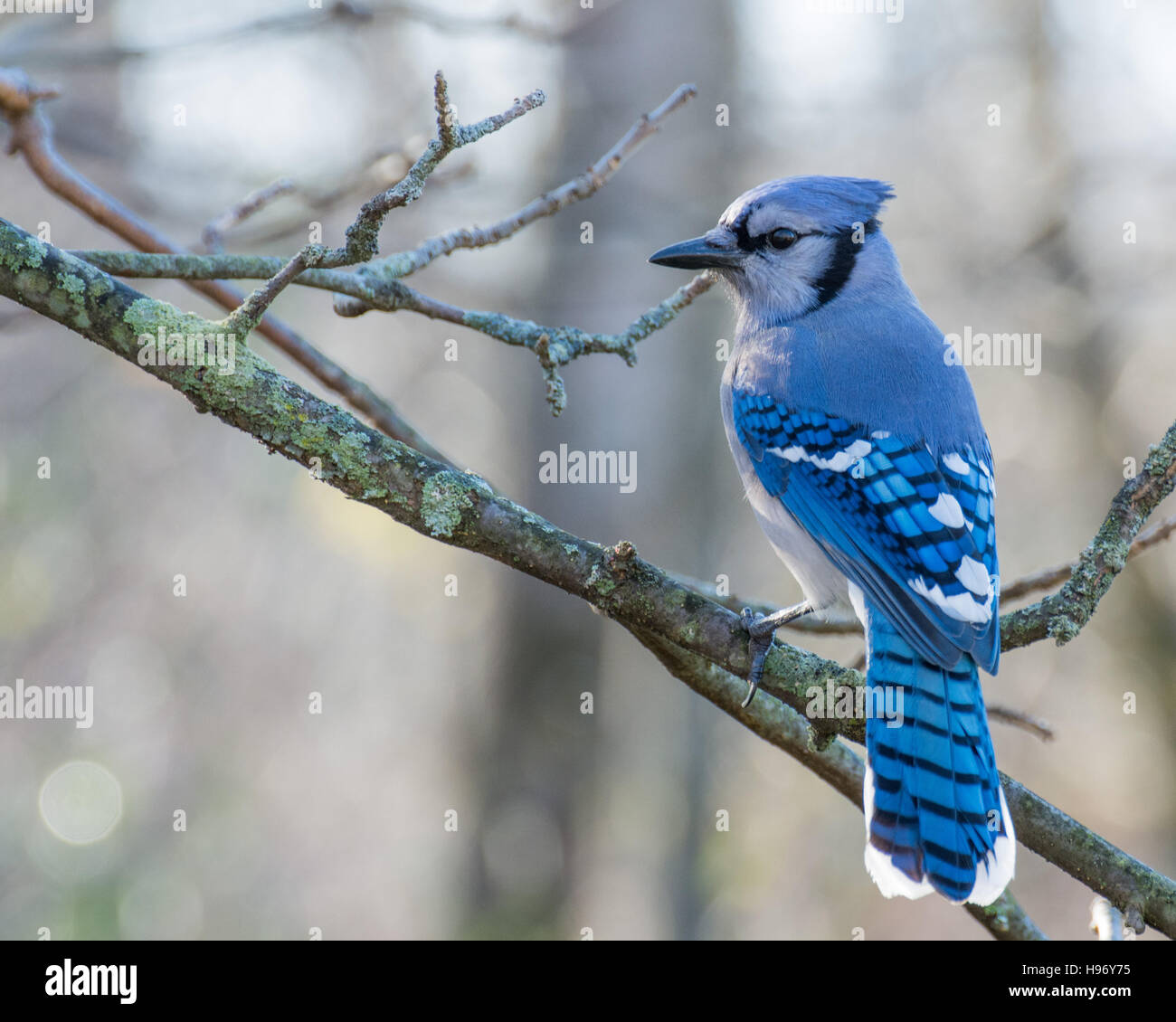 Beautiful blue jay bird perched on a tree branch with a red male