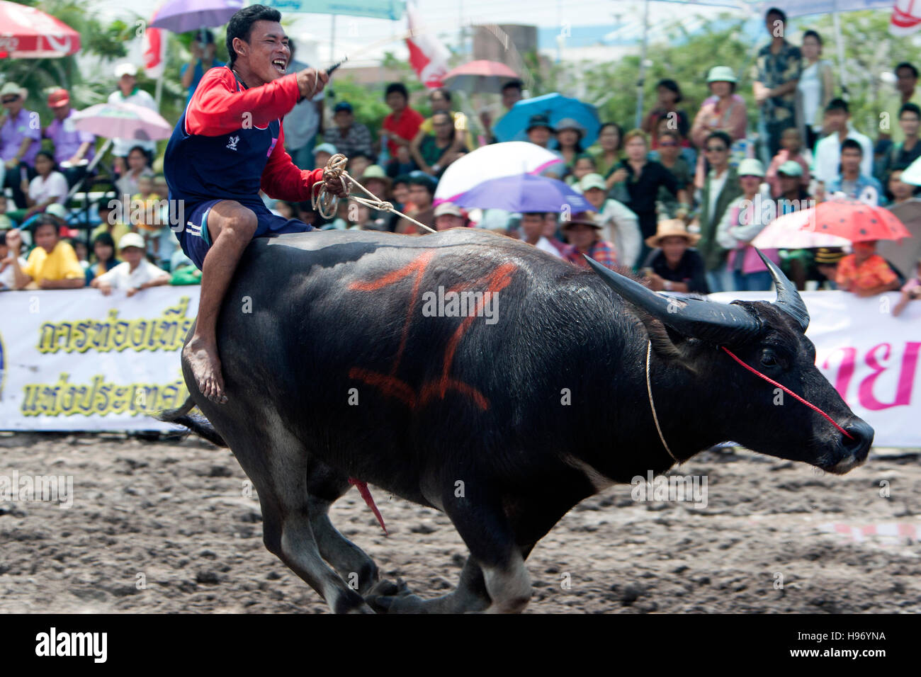 Buffalo racing Chonburi Thailand Stock Photo Alamy