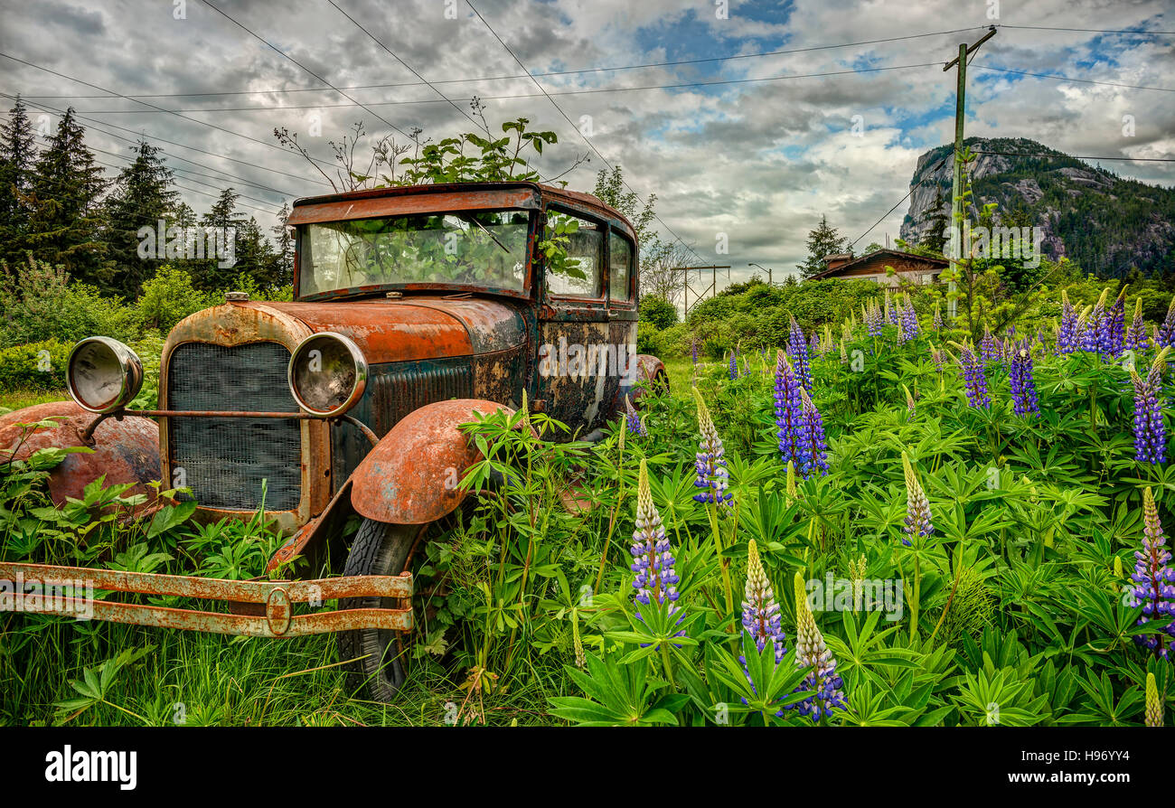 An abandoned car is overgrown by weeds and purple lupine in a field ...
