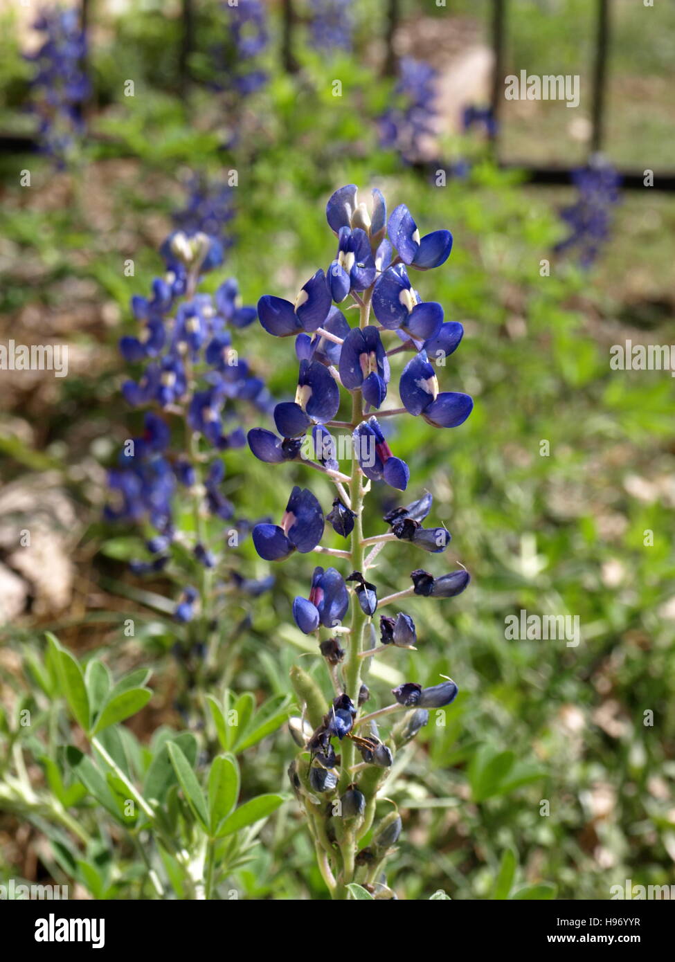Sunny fence flowers flower hi-res stock photography and images - Alamy