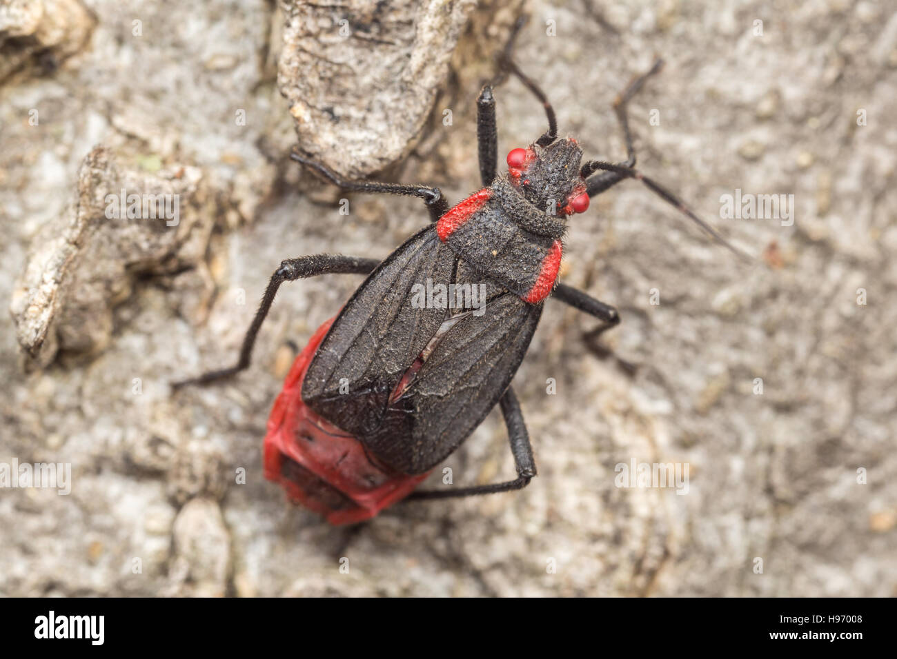 Red shouldered bug High Resolution 