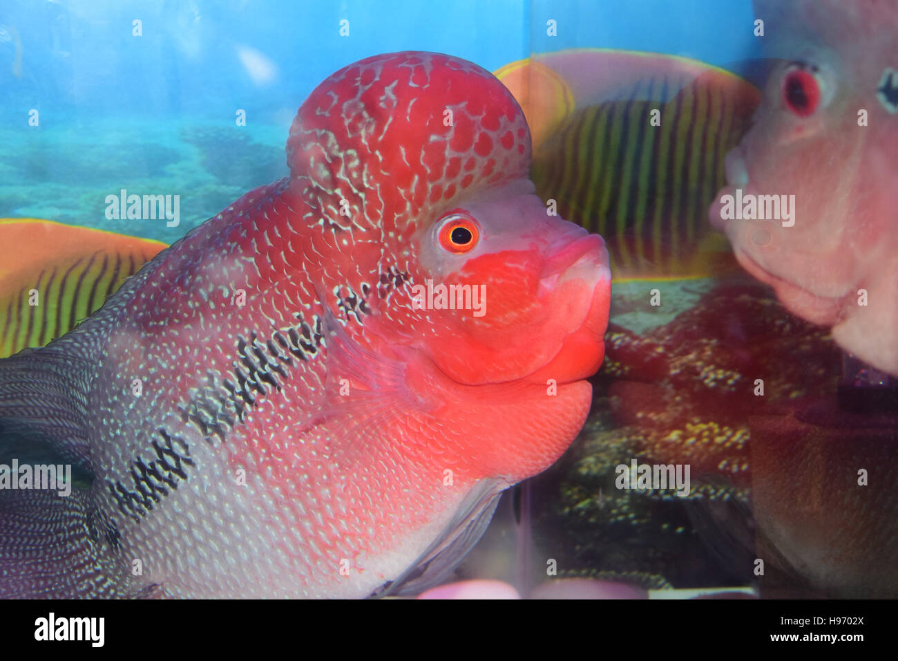 Funny view of Flowerhorn cichlid ornamental aquarium fish Stock Photo