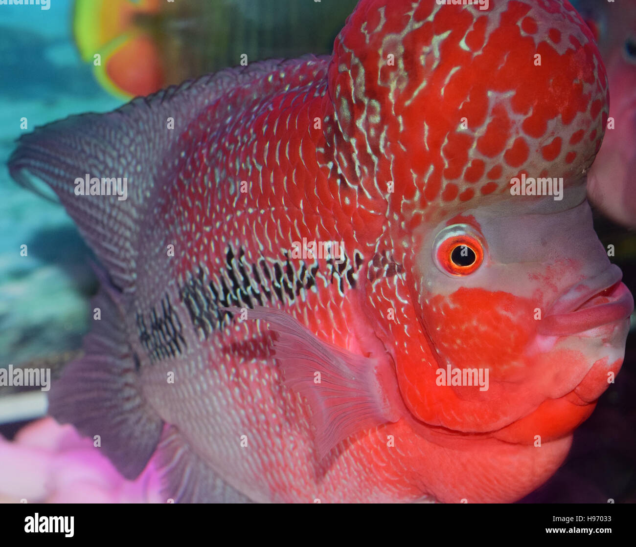 Face Eye view of Flowerhorn cichlids ornamental aquarium fish Stock Photo