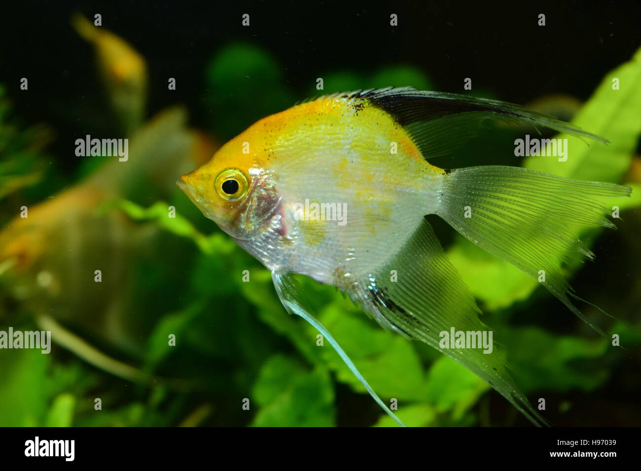 Angelfish aquarium fish Stock Photo