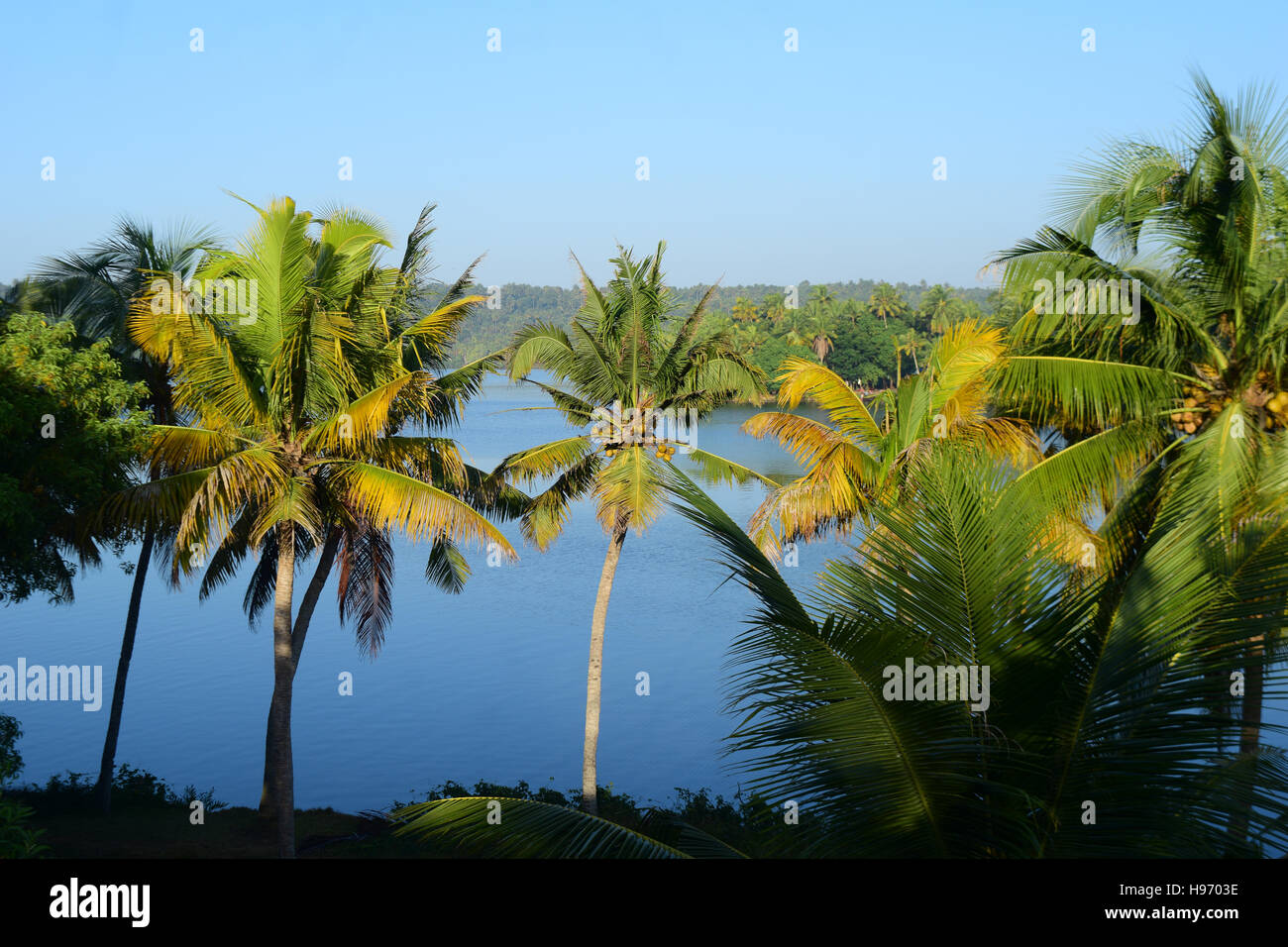 Beautiful Kerala landscape and Backwaters view with Scenic coconut trees Stock Photo