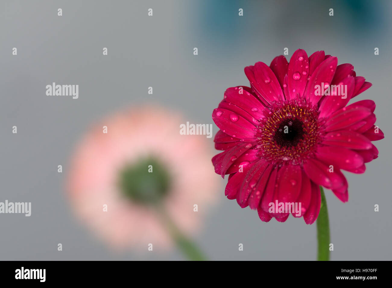 Red gerbera daisy flower with water drops Stock Photo Alamy