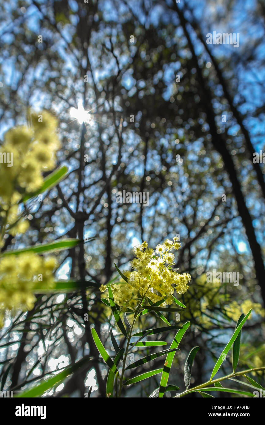 Mimosa flowers (Acacia dealbata) silver wattle - Australia Stock Photo