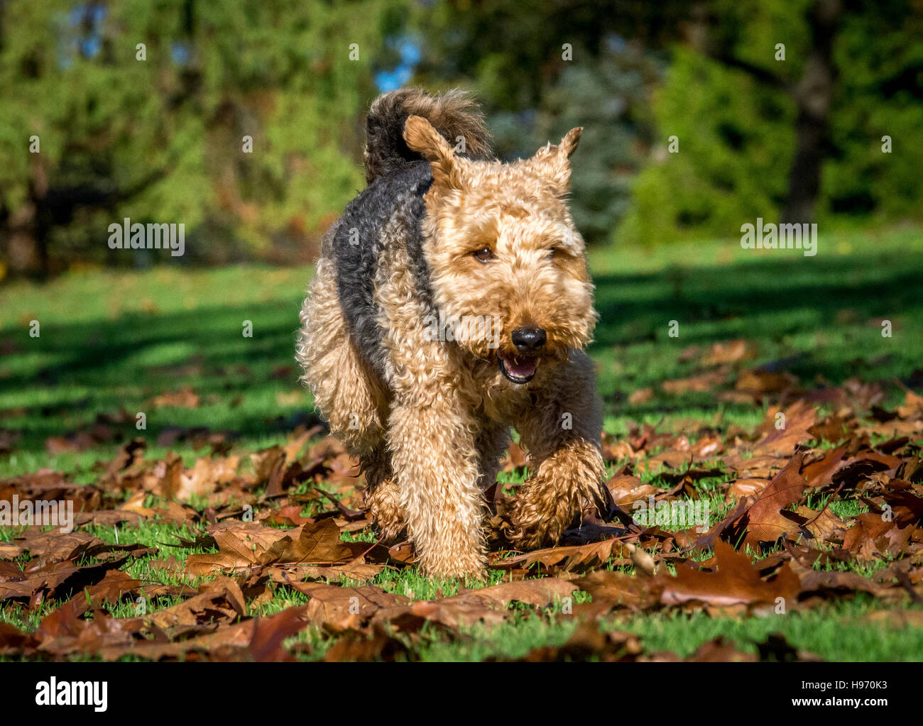 chappie puppy food
