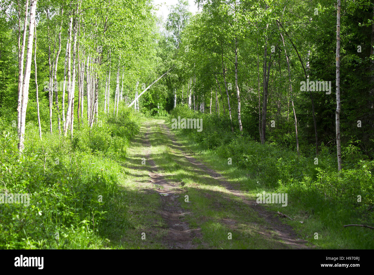 forest roud Stock Photo