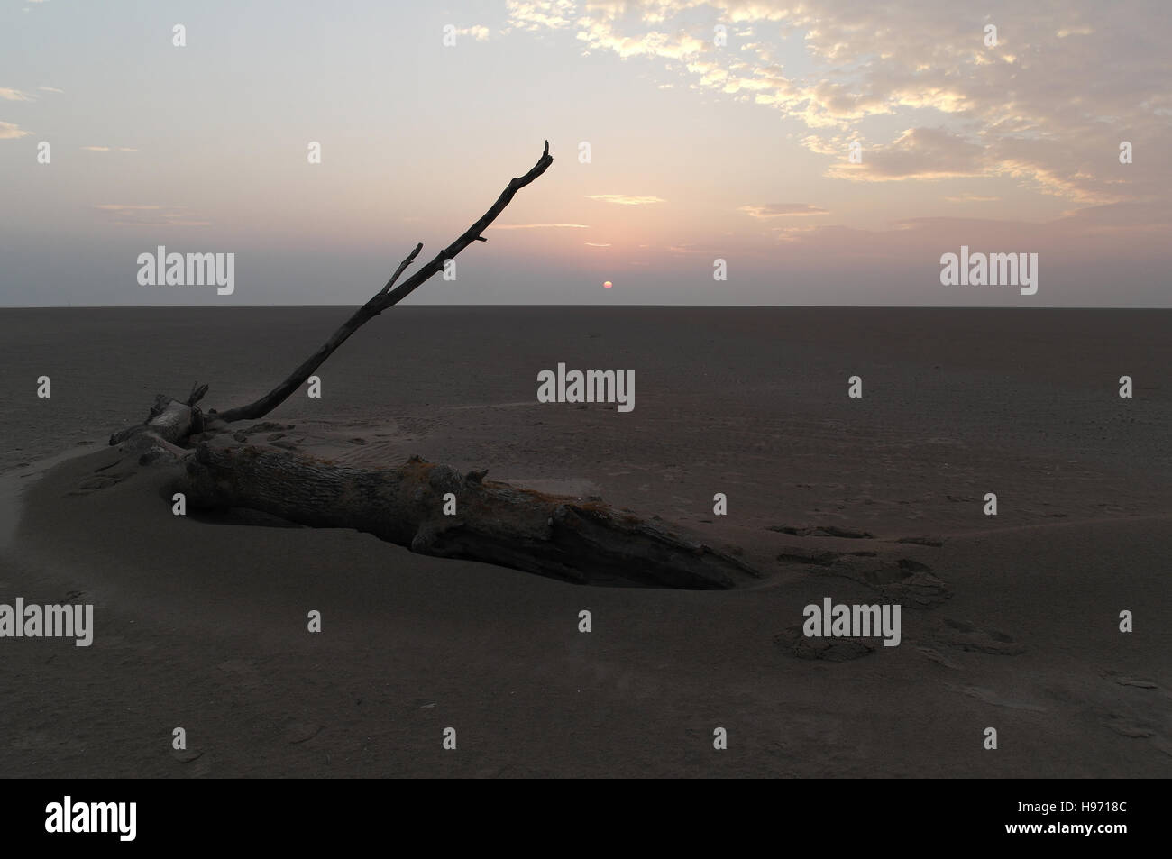 Blue sky twilight view red sun setting grey horizon behind tree trunk ...