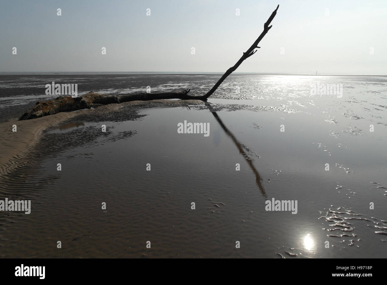 1 tall slanting branch rising trunk end hi-res stock photography and ...