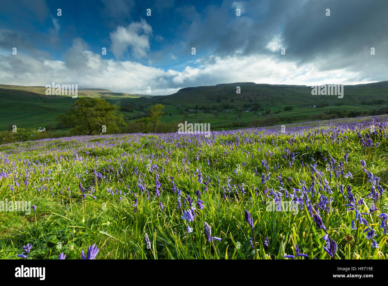 View across field of bluebells at Wharfe and Oxenber Woods, near Austwick and Wharfe in the Yorkshire Dales, UK Stock Photo