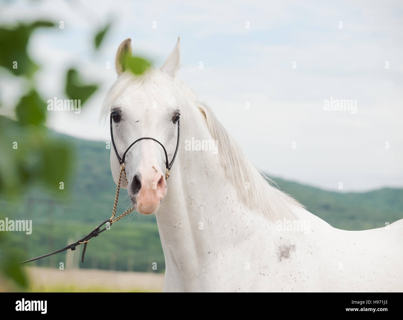 portrait of  white arabian stallion Stock Photo