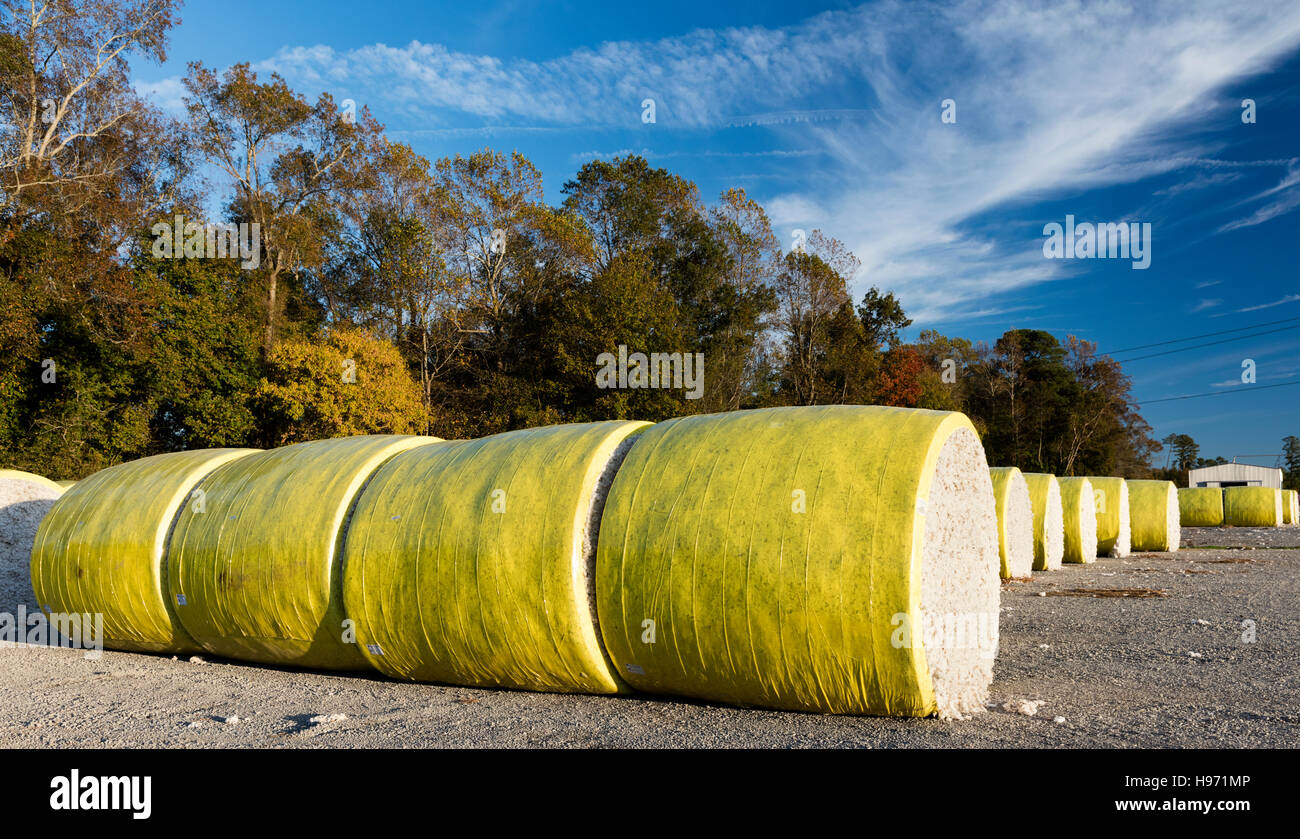 Raw cotton hires stock photography and images Alamy