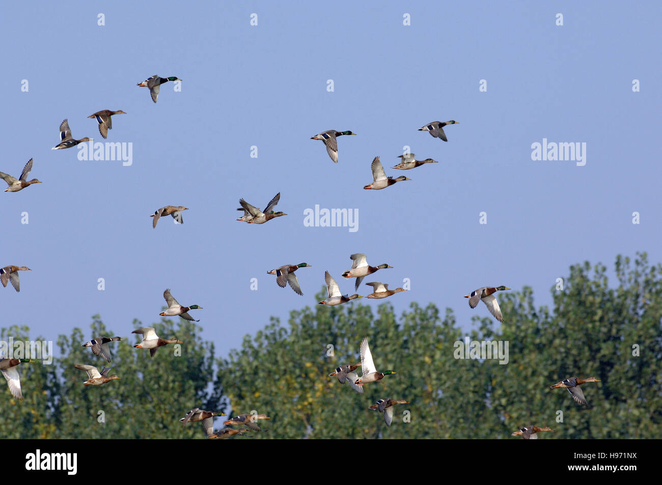 Anas platyrhynchos, Mallard or Wild duck in flyng Mari e Pauli pond, Sardinia Stock Photo