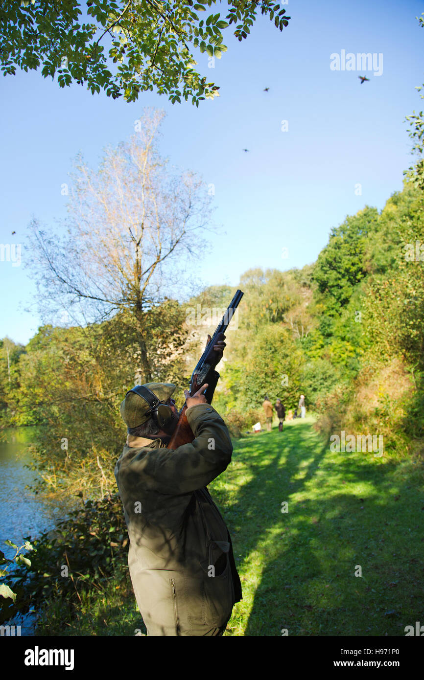 Driven Pheasant Shooting in Devon,UK Stock Photo