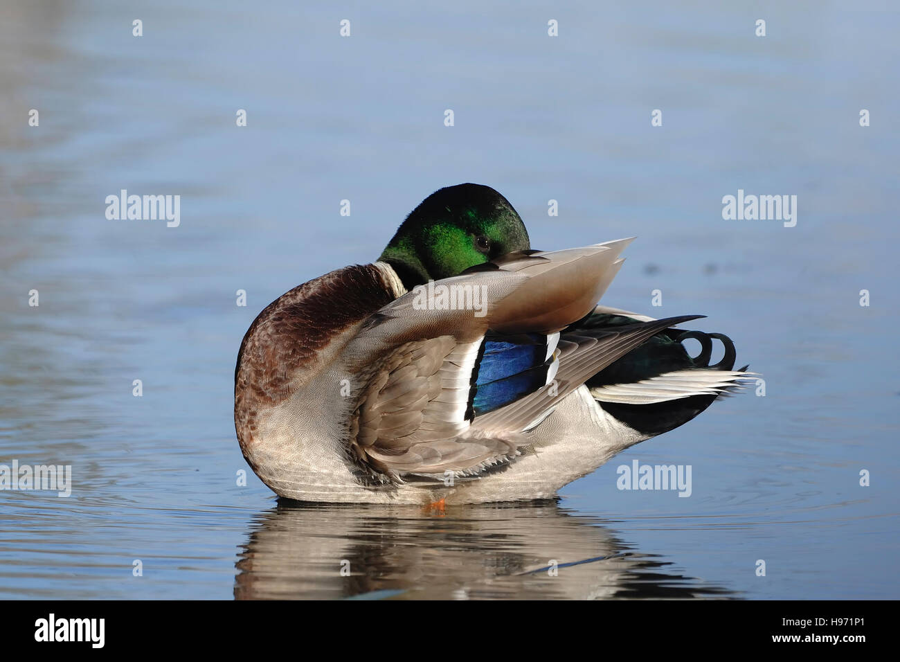 Anas platyrhynchos, male of Mallard or Wild duck, Mari e Pauli pond, Sardinia Stock Photo
