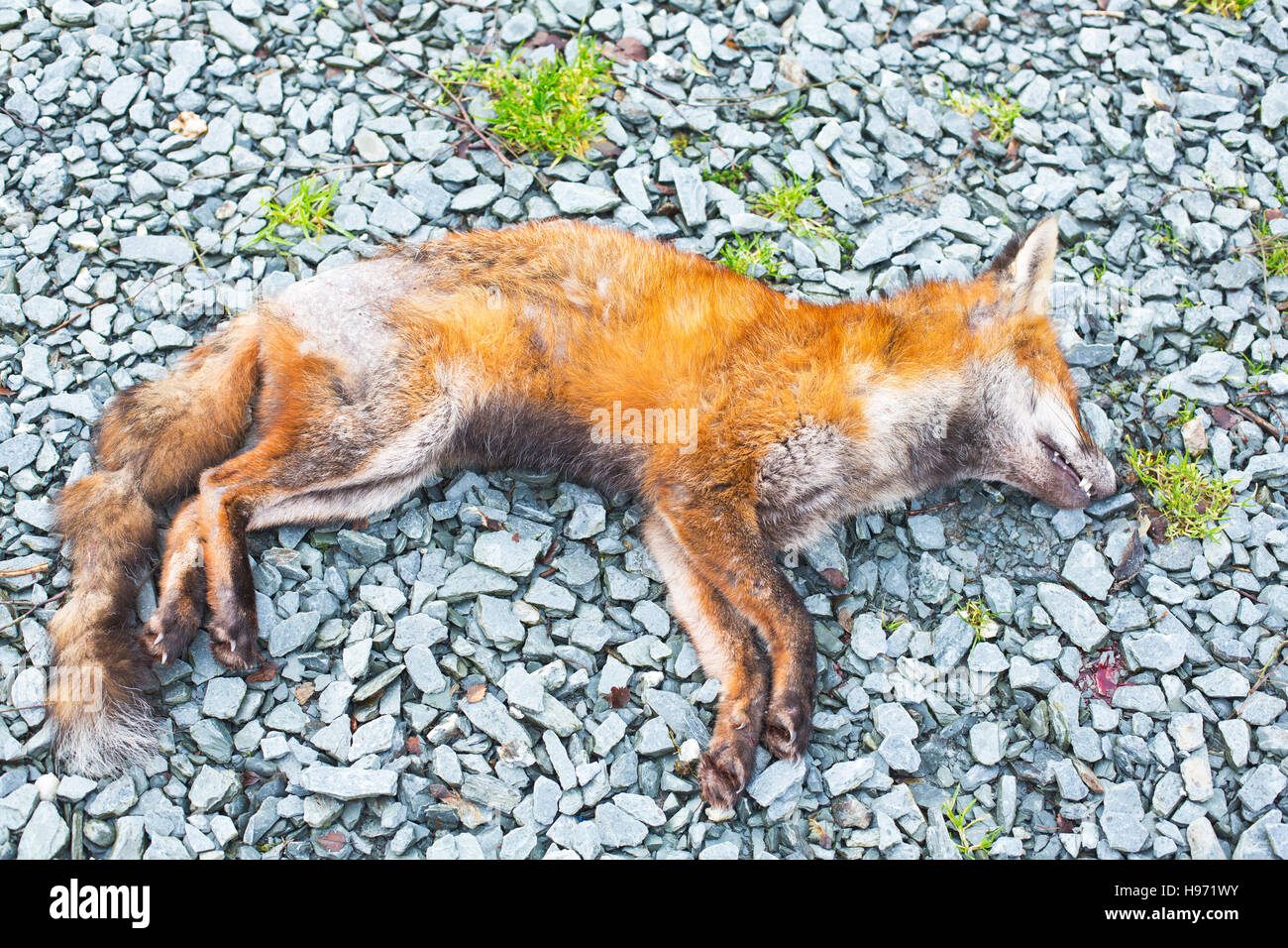 A dead fox with mange Stock Photo