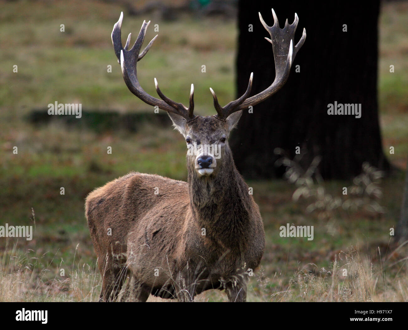 A deer stag stands in Richmond Park, London, Britain November 19,  2016.  © John Voos Stock Photo