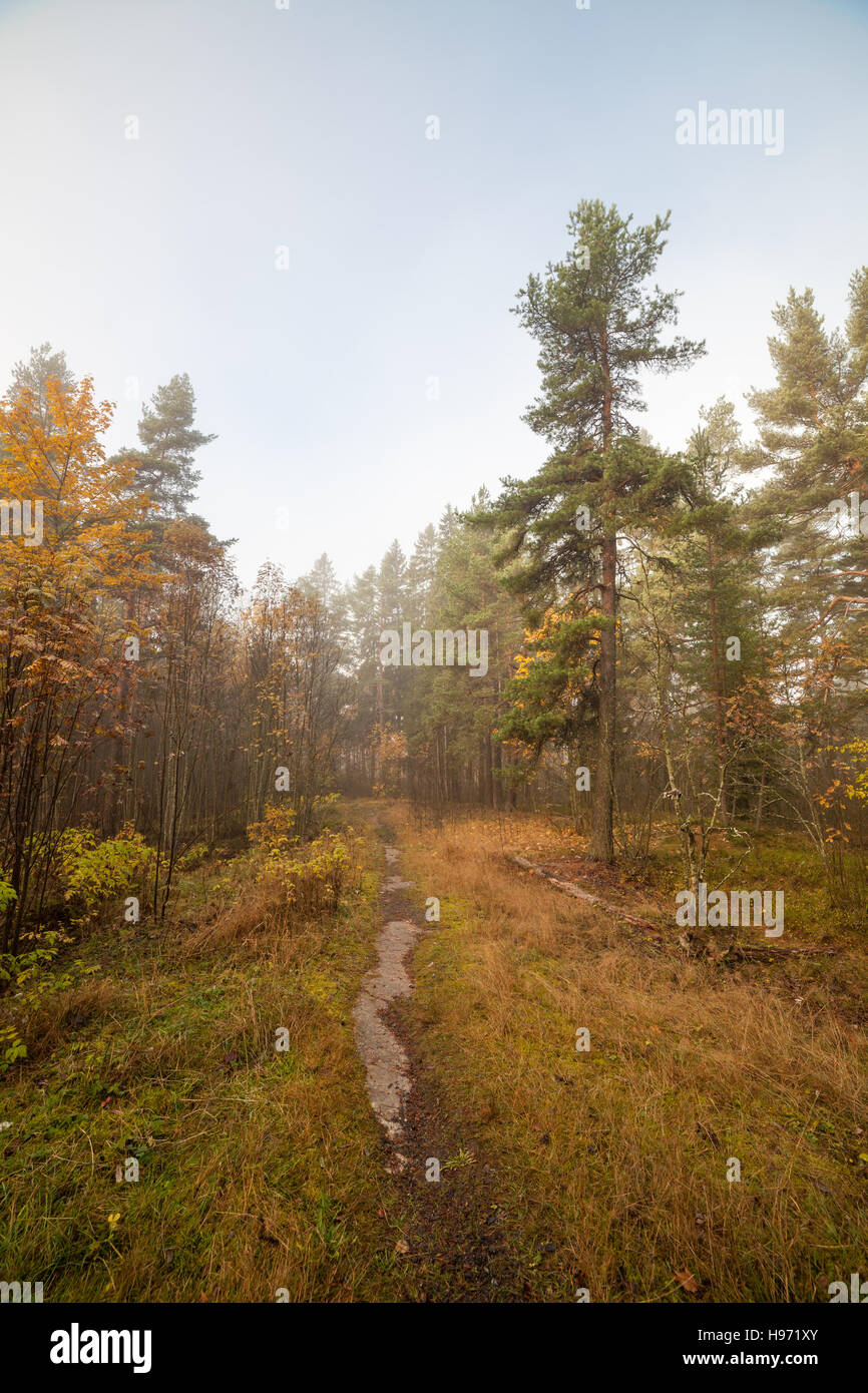 Small path in autumn forest at dawn Stock Photo - Alamy