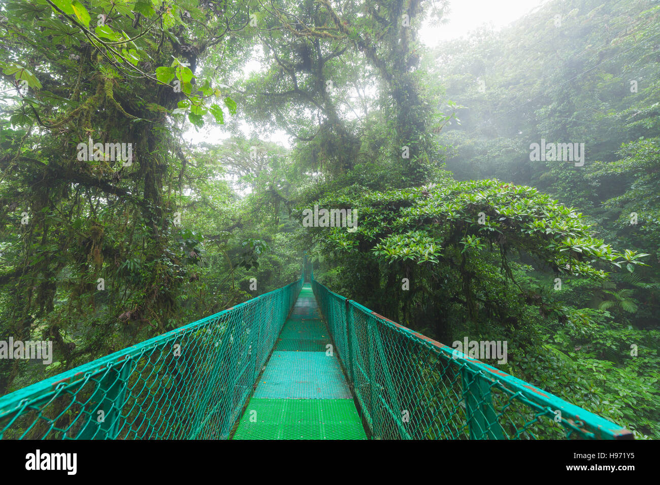 Suspension bridge in rainforest Stock Photo
