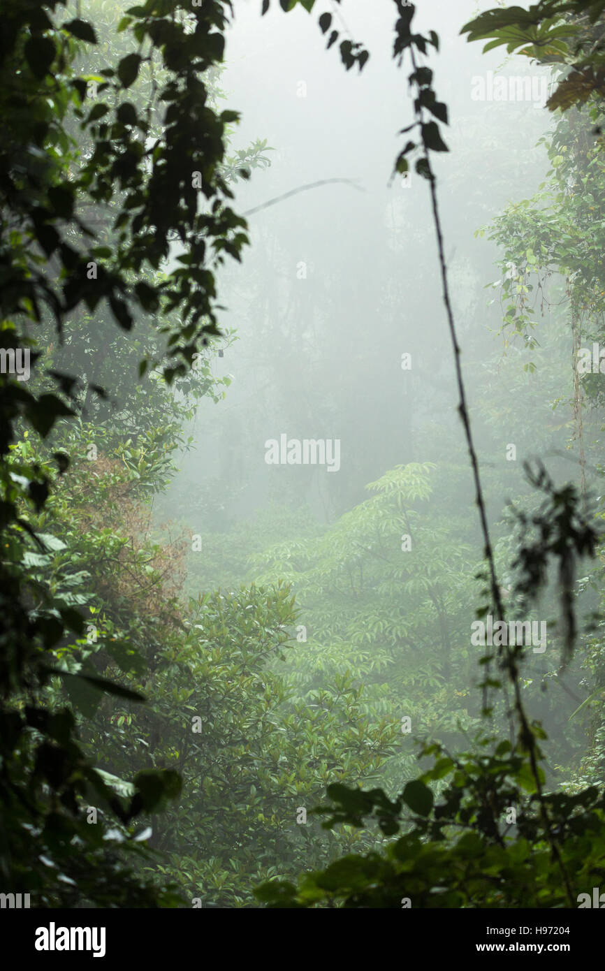 Misty rainforest in Monteverde cloud forest reserve Stock Photo