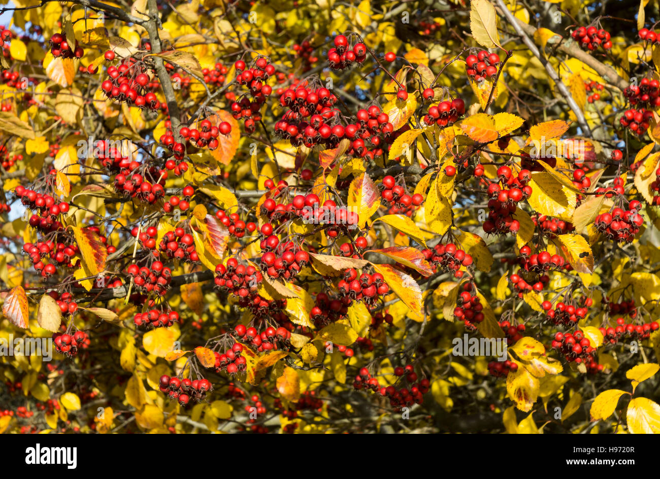 Cockspur thorn 'Crataegus crus-galli' in autumn foliage with berries Milton Cambridge Cambridgeshire England UK 2016 Stock Photo