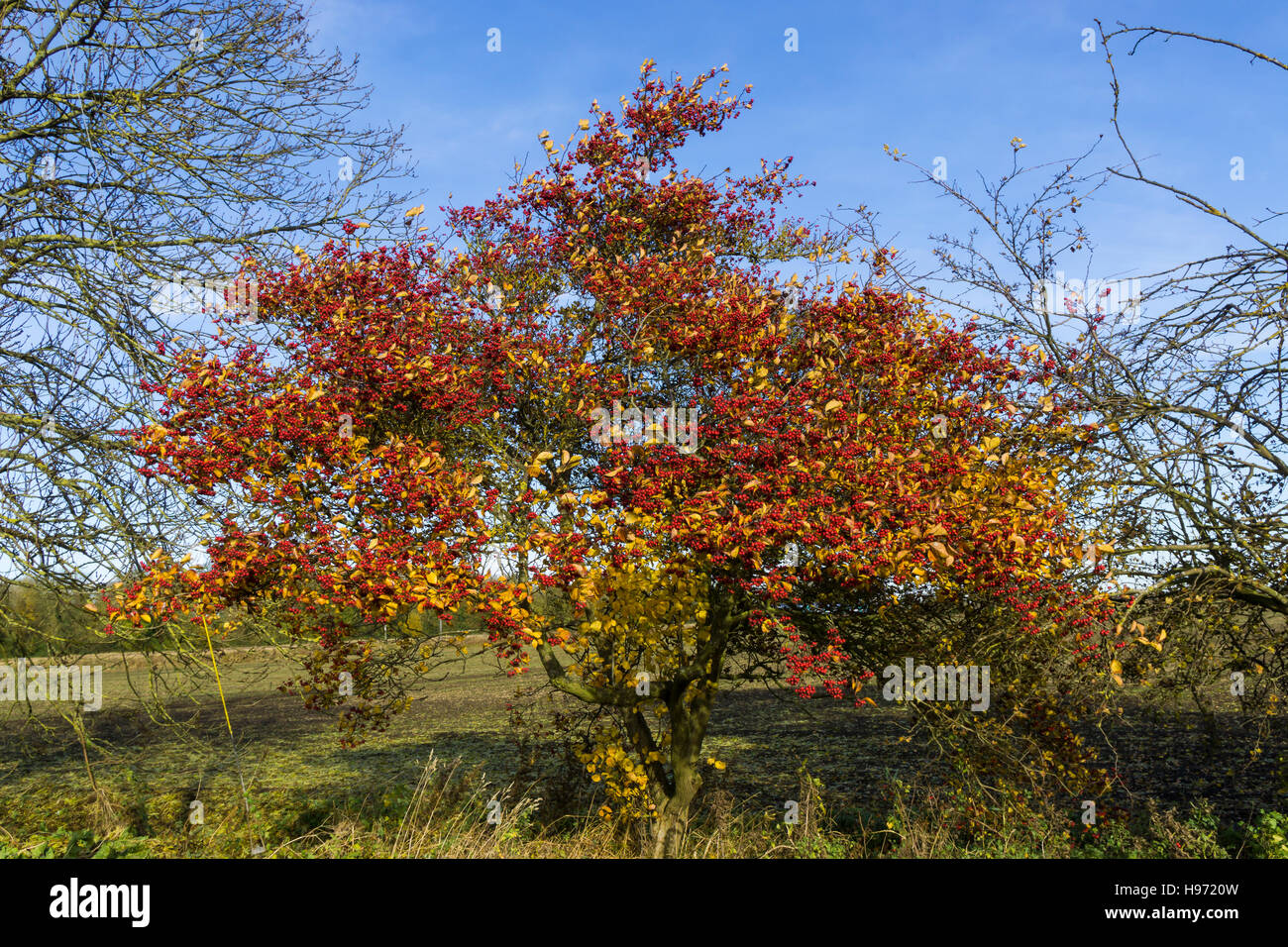 Cockspur thorn 'Crataegus crus-galli' in autumn foliage with berries Milton Cambridge Cambridgeshire England UK 2016 Stock Photo