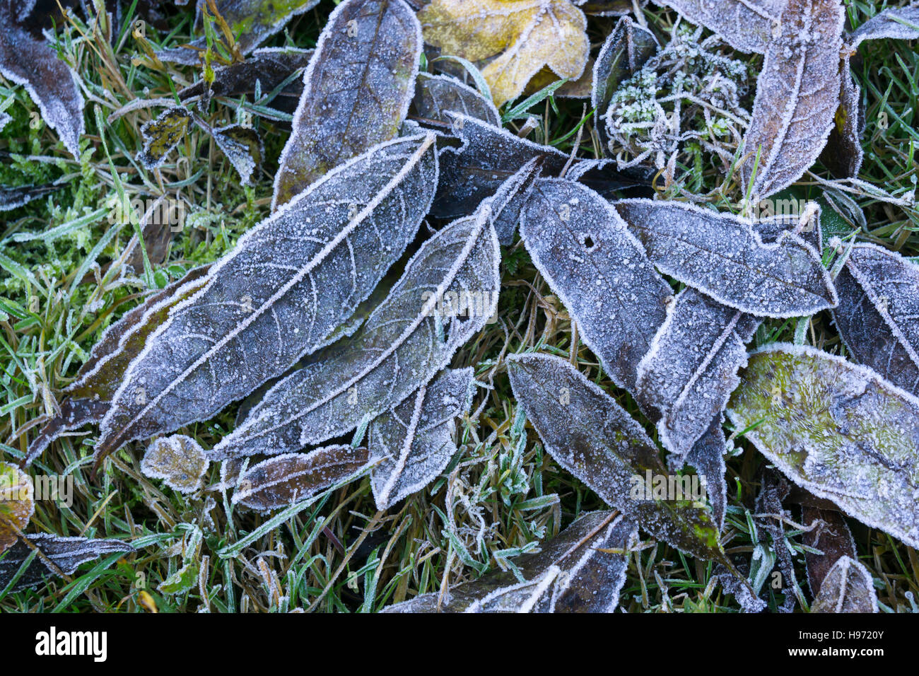 Early morning frost on grass and fallen leaves Milton Cambridge Cambridgeshire England UK Stock Photo