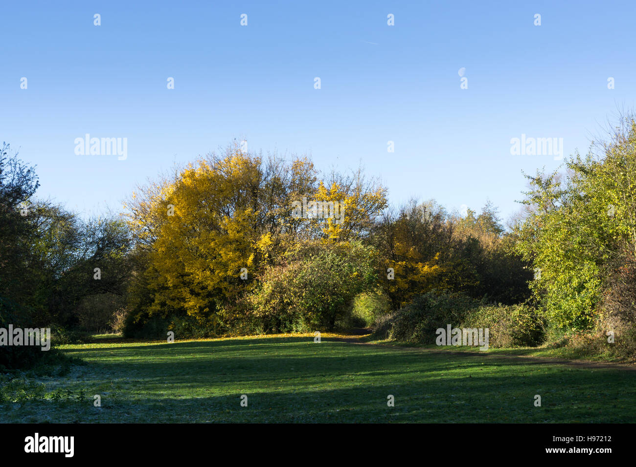 Trees in autumn low sun with long shadows Milton park Milton Cambridge Cambridgeshire England UK 2016 Stock Photo