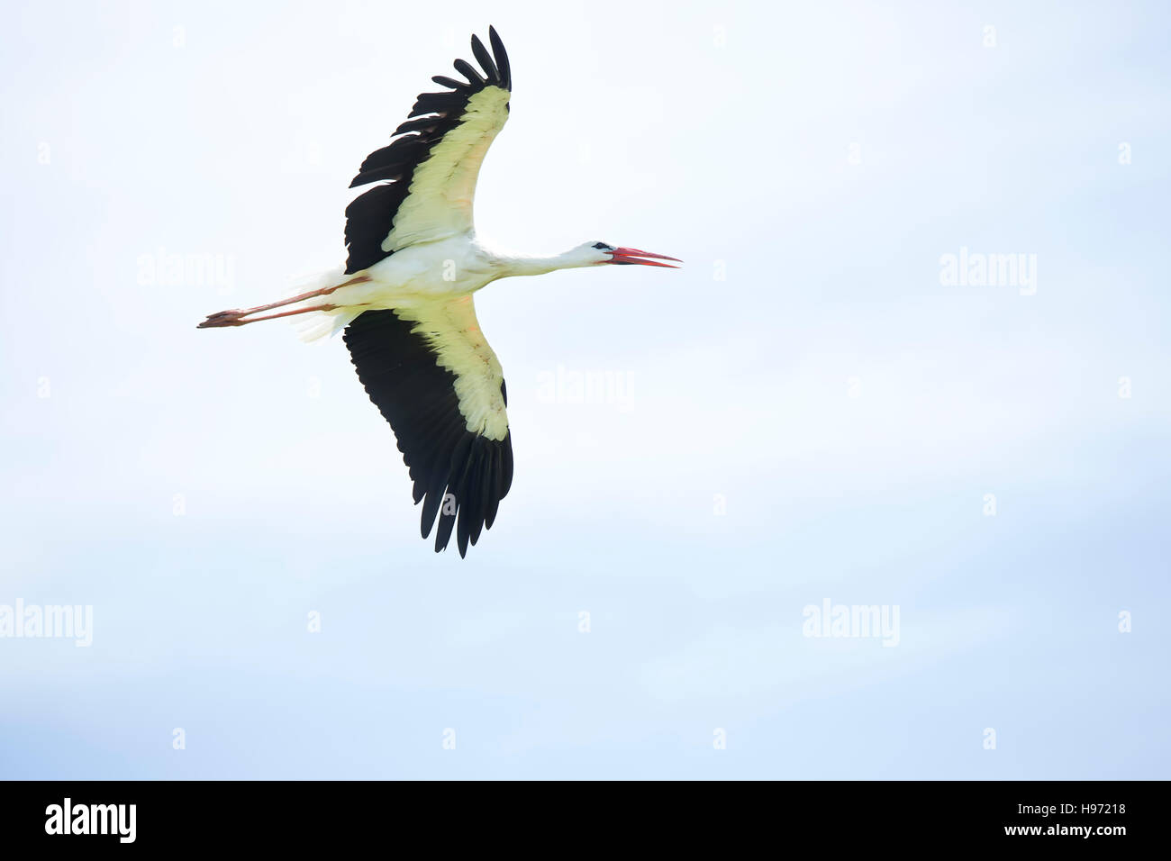 white stork(Ciconia ciconia) in flight Stock Photo