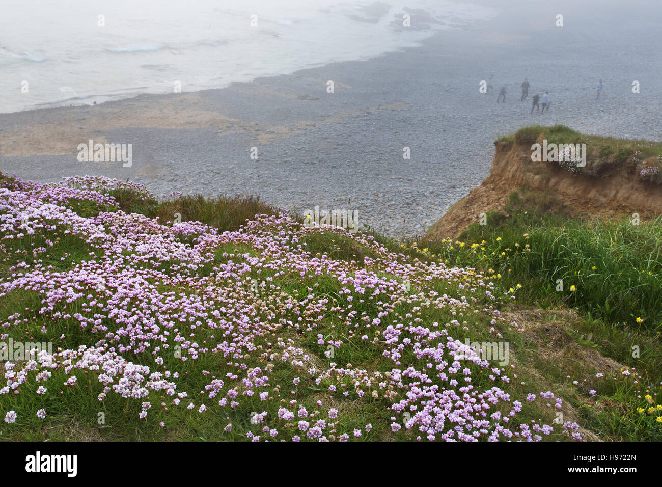 Thrift  (Armeria maritima) flowers on the Cornish coast Stock Photo
