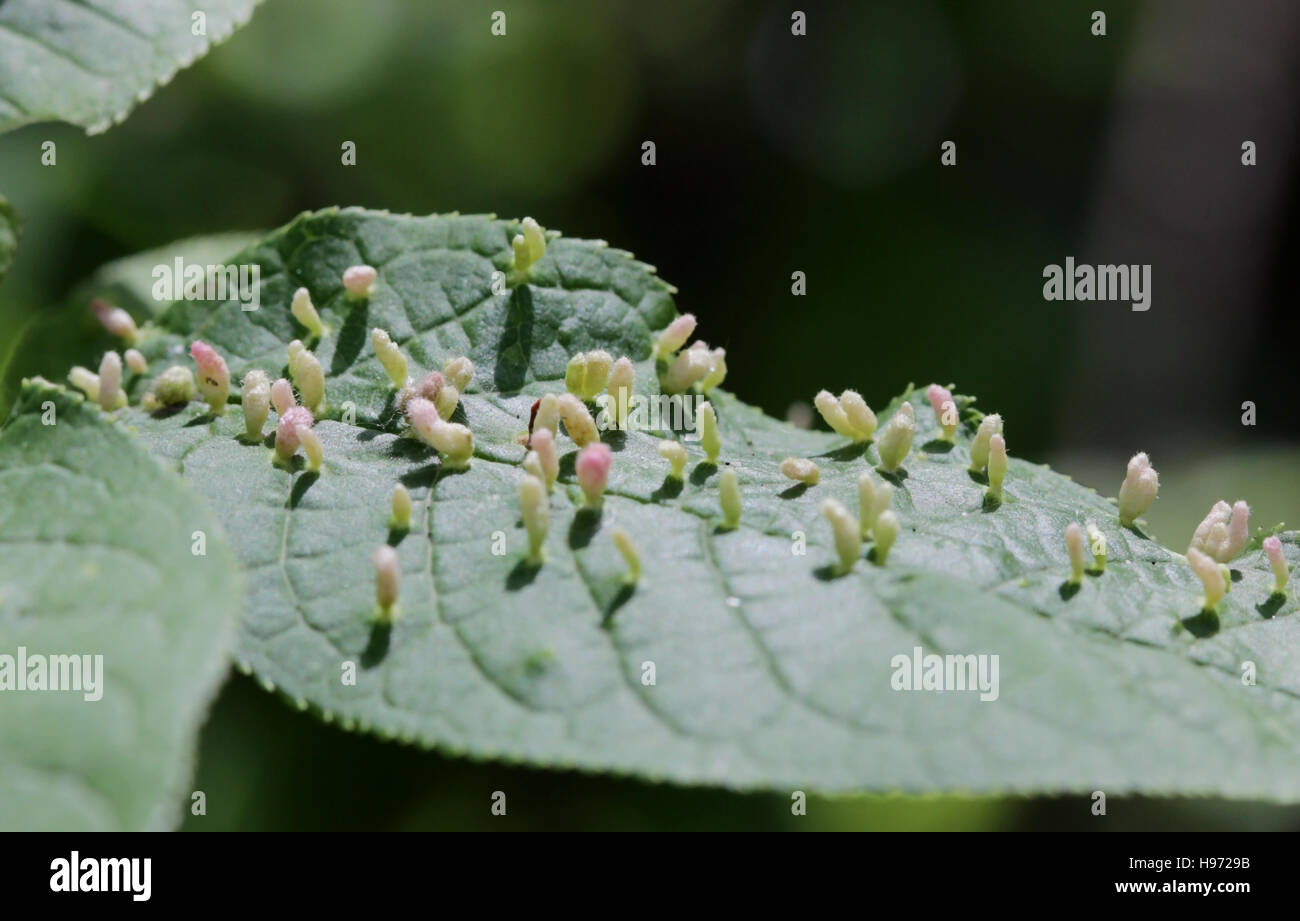 Galls are abnormal bird-cherry tree growths caused by various organisms insects, mites, nematodes, fungi, bacteria, and viruses . Stock Photo