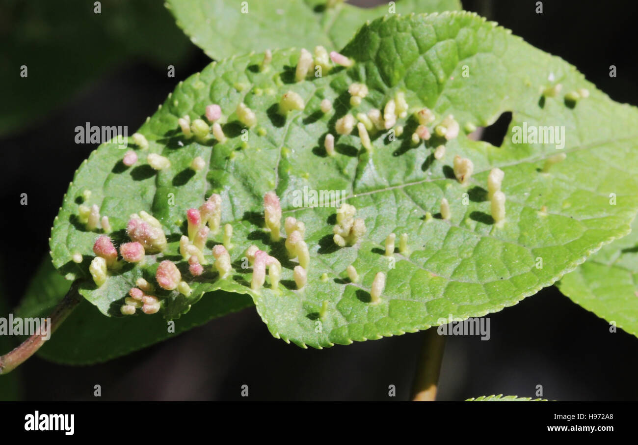 Galls are abnormal bird-cherry tree growths caused by various organisms insects, mites, nematodes, fungi, bacteria, and viruses . Stock Photo