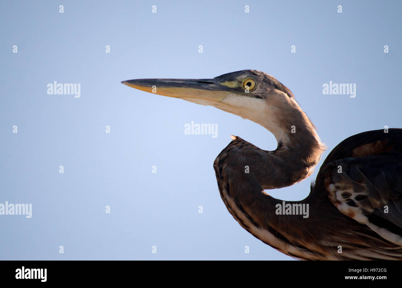 The head of gray heron with its neck bent in a s shape against the blue ...