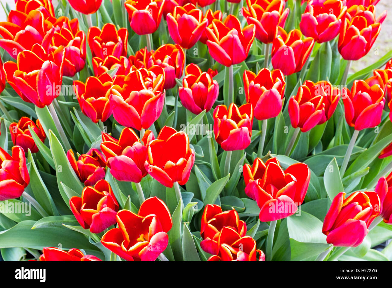 Blossoming tulips in the countryside from the Netherlands Stock Photo