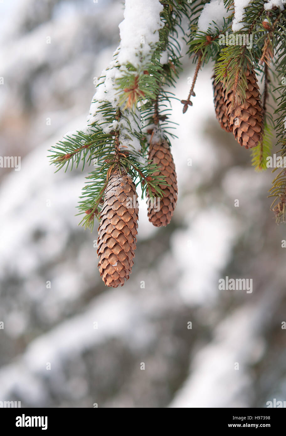 snow on evergreen branches Stock Photo