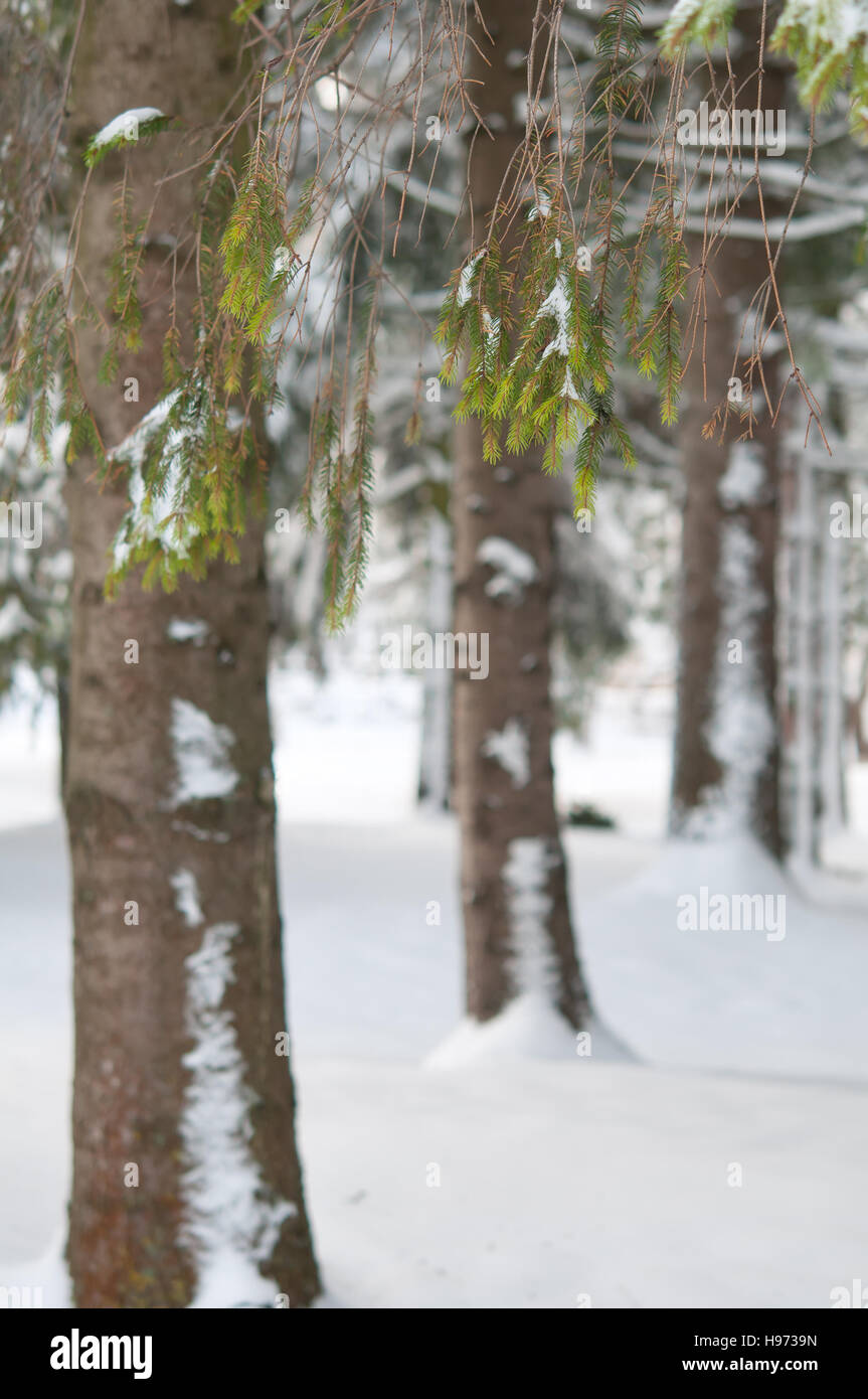 Close up of a tree trunk with blurred snow landscape in winter Stock Photo