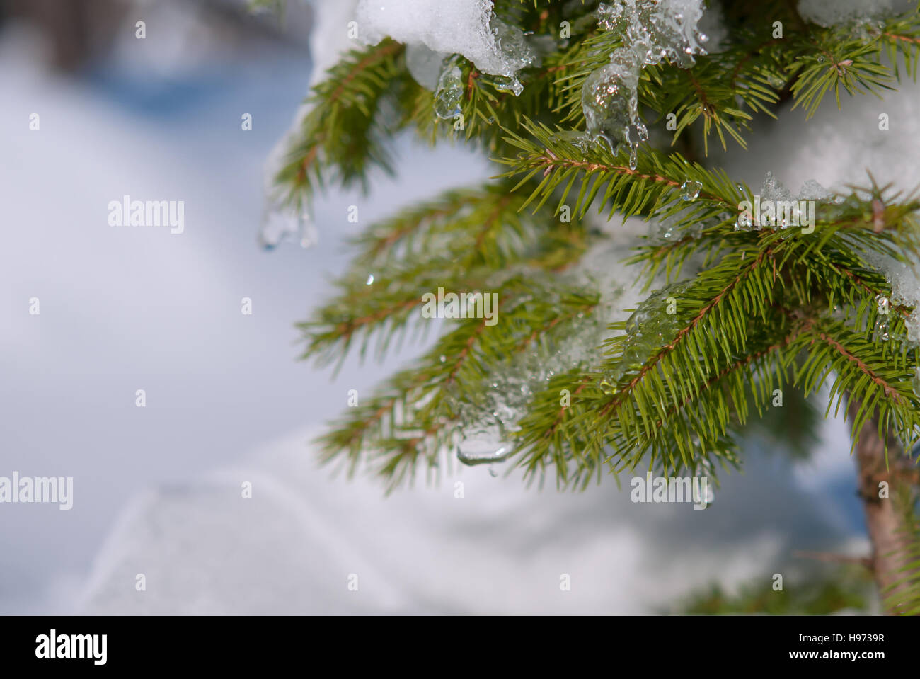 winter pine branches. A close up Stock Photo