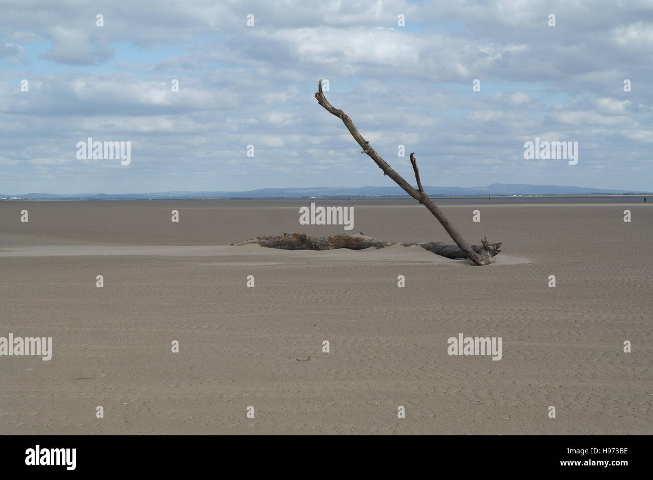 Blue sky white clouds view, towards West Pennines, tree trunk with tall ...