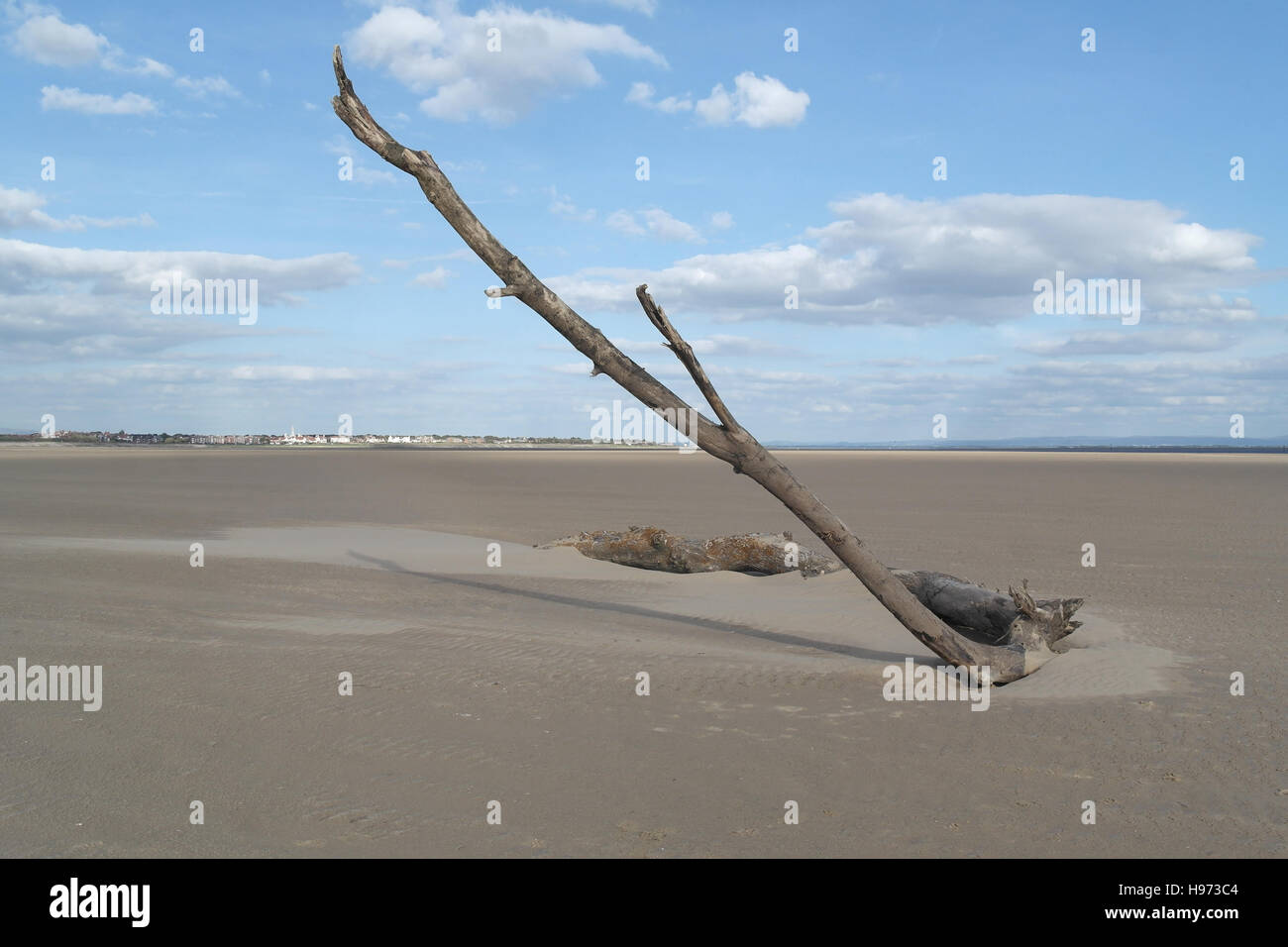 1 tall slanting branch rising trunk end hi-res stock photography and ...