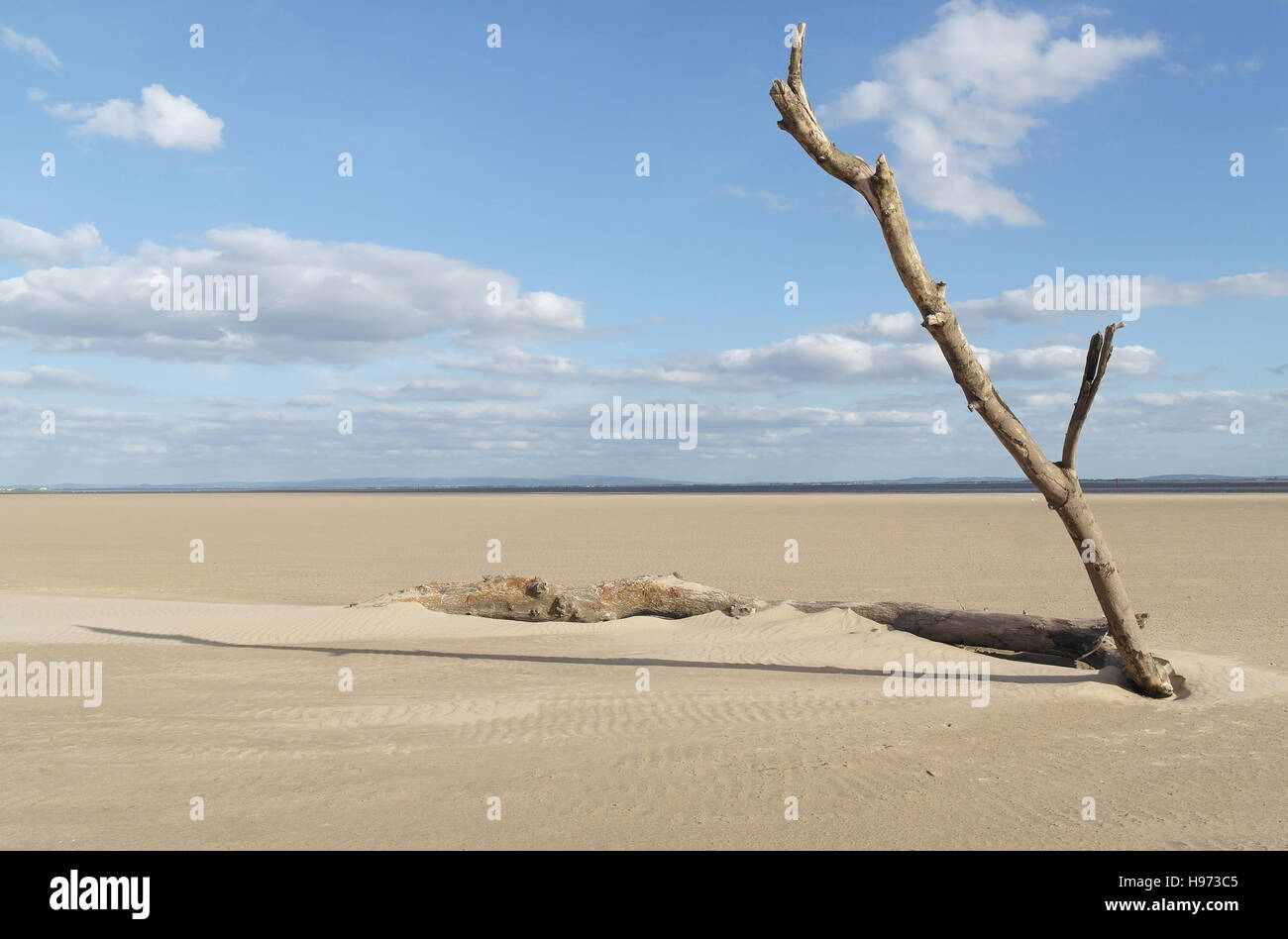 1 tall slanting branch rising trunk end hi-res stock photography and ...