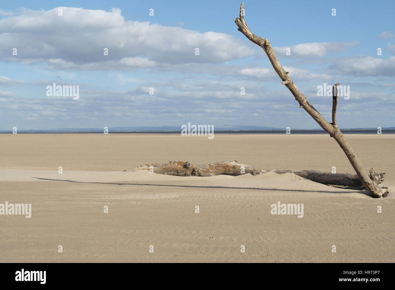 1 tall slanting branch rising trunk end hi-res stock photography and ...