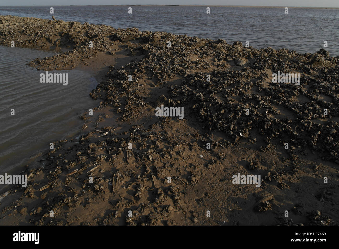 Mussels and razor clams on the North Training Wall of the River Ribble