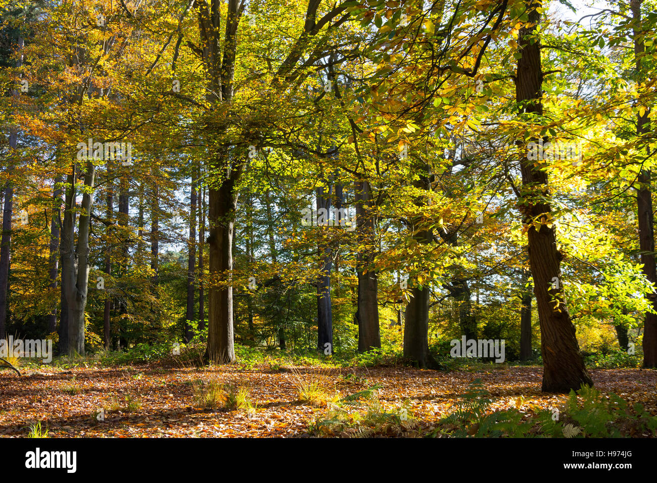 Autumn colours at Virginia Water Lake, Virginia Water, Surrey, England, United Kingdom Stock Photo